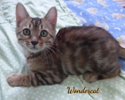 2020-11-08-2-semaines-WonderCat-chaton-bengal-4