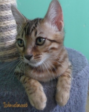 2020-11-08-2-semaines-WonderCat-chaton-bengal-5