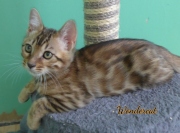 2020-11-08-2-semaines-WonderCat-chaton-bengal-6