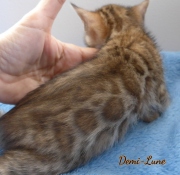 2020-10-22-5-semaines-Demi-Lune-chat-bengal-1