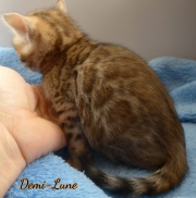 2020-10-22-5-semaines-Demi-Lune-chat-bengal-2