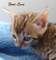 2020-10-22-5-semaines-Demi-Lune-chat-bengal-3