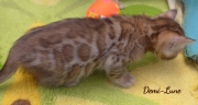 2020-10-22-5-semaines-Demi-Lune-chat-bengal-4