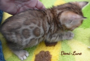 2020-10-22-5-semaines-Demi-Lune-chat-bengal-5