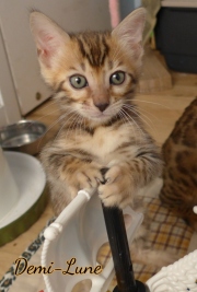 2020-11-07-7-semaines-Demi-Lune-chaton-bengal-1