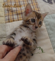 2020-11-07-7-semaines-Demi-Lune-chaton-bengal-4