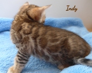 2020-10-22-5-semaines-Indy-chat-bengal-2
