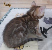 2020-11-07-7-semaines-Indy-chaton-bengal-1