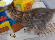 2020-11-07-7-semaines-Indy-chaton-bengal-4