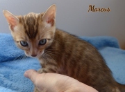 2020-10-22-5-semaines-Marcus-chat-bengal-1