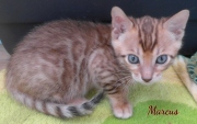 2020-10-22-5-semaines-Marcus-chat-bengal-2