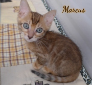 2020-11-07-7-semaines-Marcus-chaton-bengal-1