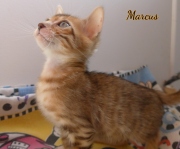 2020-11-07-7-semaines-Marcus-chaton-bengal-2