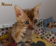 2020-11-07-7-semaines-Marcus-chaton-bengal-3