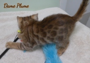 2021-04-19-7-semaines-Dame_Plume-chaton-bengal-1