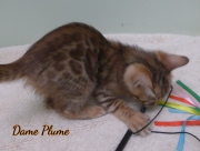 2021-04-19-7-semaines-Dame_Plume-chaton-bengal-2