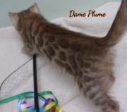2021-04-19-7-semaines-Dame_Plume-chaton-bengal-3