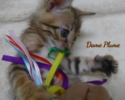 2021-04-19-7-semaines-Dame_Plume-chaton-bengal-4