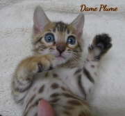 2021-04-19-7-semaines-Dame_Plume-chaton-bengal-5
