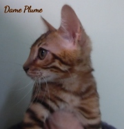 2021-06-03-3-mois-Plume-chaton-bengal-1