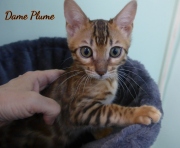 2021-06-03-3-mois-Plume-chaton-bengal-2