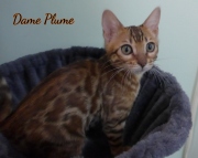 2021-06-03-3-mois-Plume-chaton-bengal-3