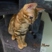 2021-06-03-3-mois-Plume-chaton-bengal-4