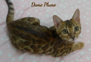 2021-06-18-3-mois-et-demi-DamePlume-chaton-bengal-1