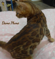 2021-06-18-3-mois-et-demi-DamePlume-chaton-bengal-2