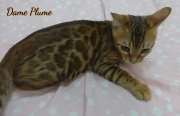 2021-06-18-3-mois-et-demi-DamePlume-chaton-bengal-3