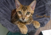 2021-06-18-3-mois-et-demi-DamePlume-chaton-bengal-4