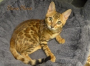 2021-06-18-3-mois-et-demi-DamePlume-chaton-bengal-5