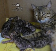 2021-03-06-4-jours-LaRibouldingue-chatons-bengals