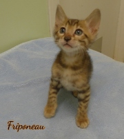 2021-04-19-7-semaines-Friponeau-chaton-bengal-3