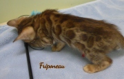 2021-04-19-7-semaines-Friponeau-chaton-bengal-4