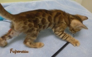 2021-04-19-7-semaines-Friponeau-chaton-bengal-5