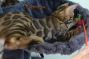 2021-06-03-3-mois-Friponeau-chaton-bengal-1