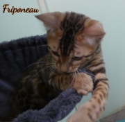 2021-06-03-3-mois-Friponeau-chaton-bengal-2