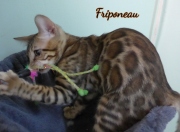 2021-06-03-3-mois-Friponeau-chaton-bengal-3