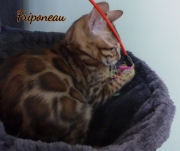 2021-06-03-3-mois-Friponeau-chaton-bengal-4