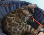 2021-06-03-3-mois-Friponeau-chaton-bengal-5