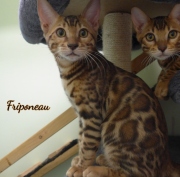 2021-06-18-3-mois-et-demi-Friponeau-chaton-bengal-1