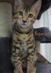 2021-06-18-3-mois-et-demi-Friponeau-chaton-bengal-2