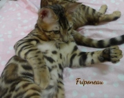 2021-06-18-3-mois-et-demi-Friponeau-chaton-bengal-4