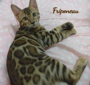 2021-06-18-3-mois-et-demi-Friponeau-chaton-bengal-5