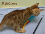 2021-04-19-7-semaines-M_Bedondaine-chaton-bengal-1