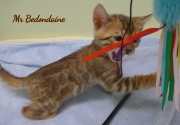 2021-04-19-7-semaines-M_Bedondaine-chaton-bengal-3