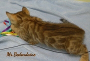 2021-04-19-7-semaines-M_Bedondaine-chaton-bengal-4