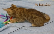 2021-04-19-7-semaines-M_Bedondaine-chaton-bengal-5