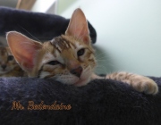 2021-06-03-3-mois-Bedondaine-chaton-bengal-2